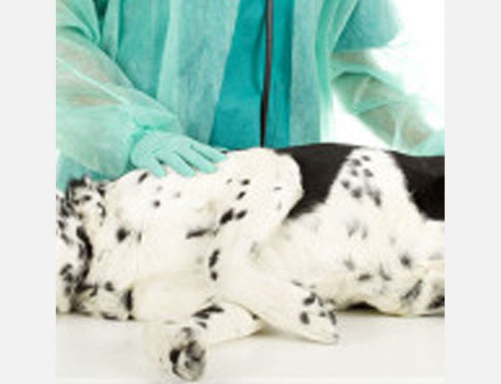 Does My Dog Really Need a Heartworm Test Every Year? Garrettsville